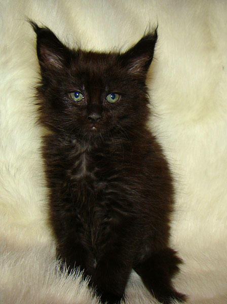     Catsvill County!   !    !       !!!    Catsvill County +7-926-544-74-09     .   ,   ,   ,    ,   ,  ,     ,   -,    ,   !